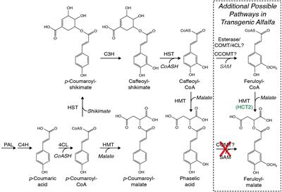 Engineering Alfalfa to Produce 2-O-Caffeoyl-L-Malate (Phaselic Acid) for Preventing Post-harvest Protein Loss via Oxidation by Polyphenol Oxidase
